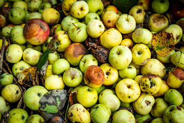 Forest path in summer in the spruce forest
