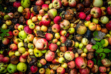Forest path in summer in the spruce forest