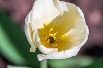 White and yellow tulip flower in spring close-up