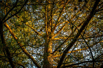 Obraz premium Tree trunk close-up from the wild forest