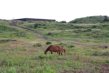 Obraz na płótnie Canvas horses in the field