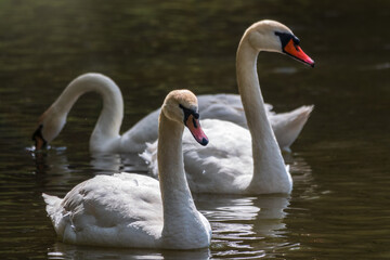 Graceful white Swans swimming in the lake, swans in the wild