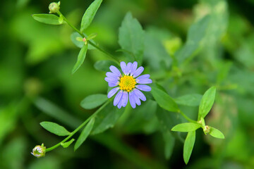 雨上がりで花弁に水滴がついているヨメナ
