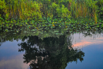 Reflection in the water of a sunset and tree