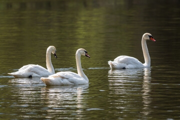 Graceful white Swans swimming in the lake, swans in the wild