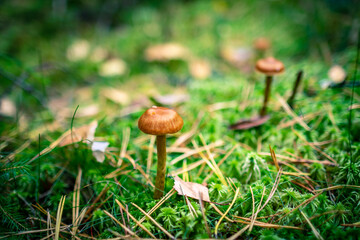 mushrooms in the autumn forest