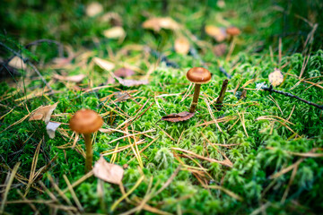 mushrooms in the autumn forest