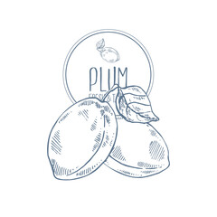 Hand drawn vector blue plum fruit illustration