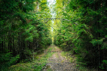 a path in a green coniferous forest in autumn