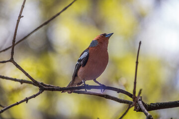 Common chaffinch, Fringilla coelebs, sits on a branch in spring on green background. Common chaffinch in wildlife.