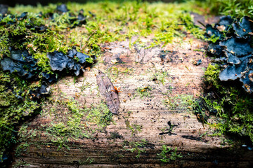 Tree trunk close-up from the wild forest