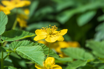 Spring yellow flowers - anemone ranunculoides, the yellow anemone, yellow wood anemone or buttercup anemone