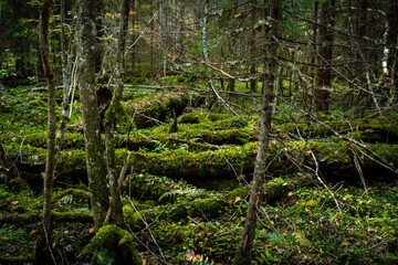 autumn green coniferous forest with fallen trees
