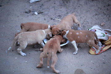 horizontal closeup photography of a group of brown and white Africanis dog puppies, standing around a plate, drinking milk, outdoors on a sunny day in the Gambia, Africa, on a sandy ground