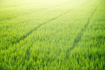 Beautiful sunlight during the morning of the golden jasmine rice field in Thailand. 