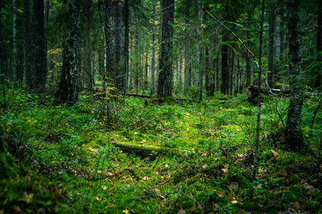 Forest path in summer in the spruce forest