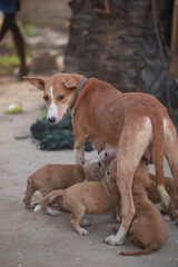 animal photography -vertical portrait of a female dog mother standing outdoors, feeding a group of brown, beige and white puppies, in the Gambia, Africa