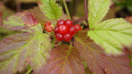 Red berry bone growing in the forest. Autumn time