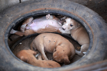 brown and white Africanim puppies inside a black tire, outdoors on a sunny day