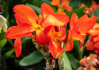 Fototapeta na wymiar Orange and yellow tropical flower