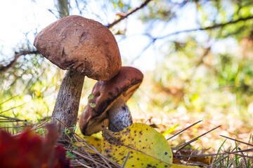 Mushrooms in forest
