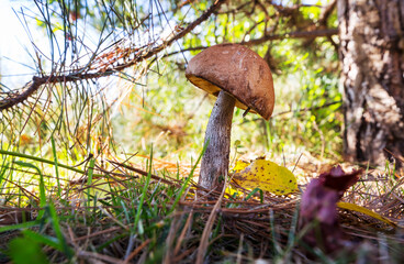 Mushroom in forest