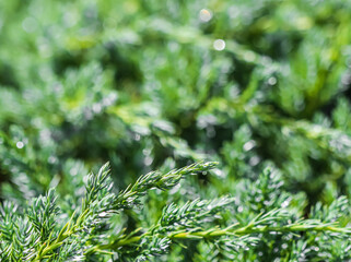 Texture, background, pattern of green branches of decorative coniferous evergreen juniper with rain drops. Bokeh with light reflection. Natural backdrop
