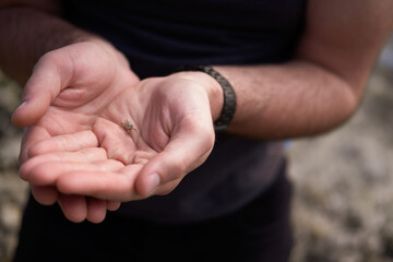 Hands holding tiny crab