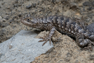 lizard on the stone