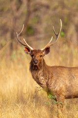 Naklejka premium Male Sambar Deer walking around looking for females in the forest of Tadoba National Park, India