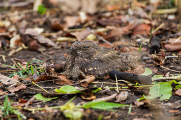 A camouflaged Savannah Nightjar resting on the forest floor in Tadoba National Park, India