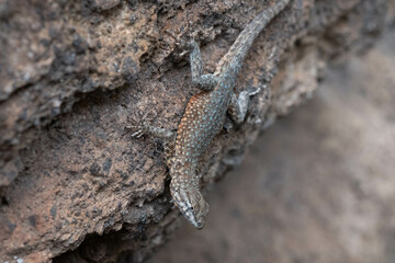 lizard on the stone