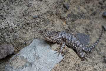 lizard on the rock