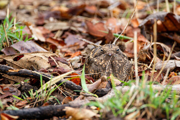 A camouflaged Savannah Nightjar resting on the forest floor in Tadoba National Park, India