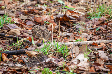 A camouflaged Savannah Nightjar resting on the forest floor in Tadoba National Park, India