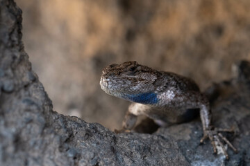 lizard on the stone