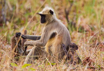 Hanuman Langur resting in the forests of Tadoba National Park, India