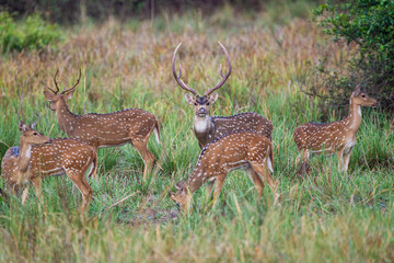 Naklejka na ściany i meble Herd of spotted deer grazing on the forest floor looking out for Tigers in Tadoba National Park, India