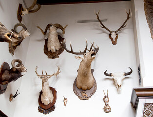 Many stuffed animals hang on the wall in the hunter's room, trophies. Stuffed goats with horns