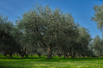 Traditional plantation of olive trees in Italy. Trees in a row. Ripe olive plantations. Olive tree...