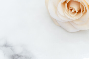 peach colored roses with petals on a marble background