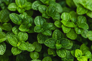 Green Mint Plant Grow at vegetable garden © kaw