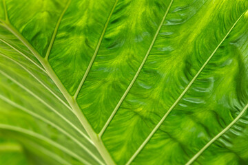 Green leaves background. Leaf texture. Colocasia gigantea
