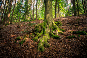 Mossy tree roots in the Bavarian Forest