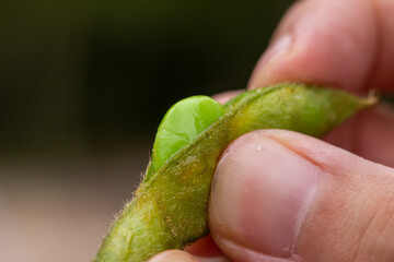 枝豆を食べる男性
枝豆を持つ男性
