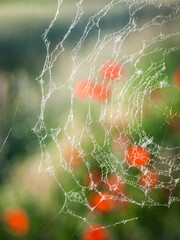 Cobweb on a meadow with blurry poppys in the back