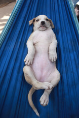 funny animals photography:vertical closeup of a white and beige puppy laying on his back on a blue hammock, outdoors on a sunny day in the Gambia, Africa
