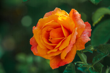 Large  flowered apricot colored rose bloom 