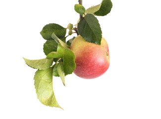 Apple tree branch with leaves and ripe juicy apple on a white background. Red green apple, isolate, Agricultural