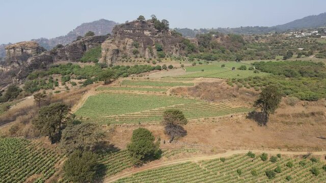 Campos de cultivo de nopal en Morelos M&eacute;xico